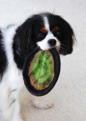 archie with frisbee