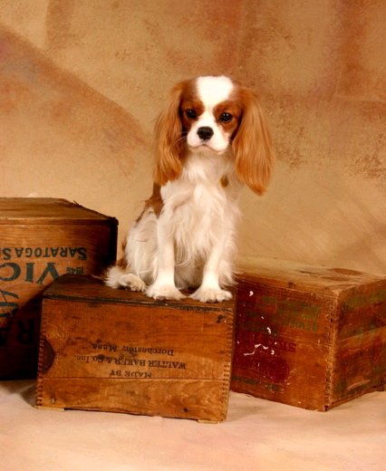 Ariel sitting on top of box