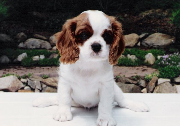 Chadwick Jumping Bean as puppy