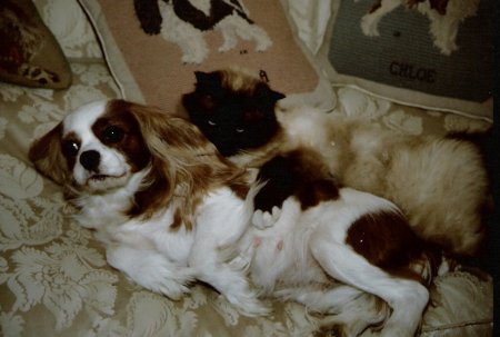 CJ and Harvey the Birman cat