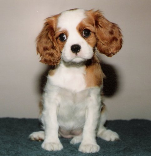 Chadwick Calamity Jane sitting as puppy