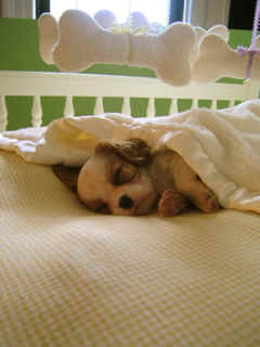 Charlotte puppy under blanket