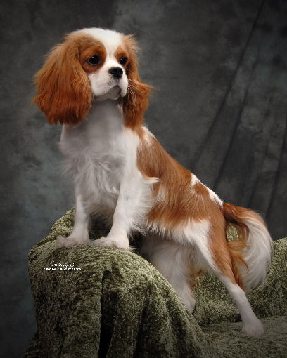 Coral as puppy standing up