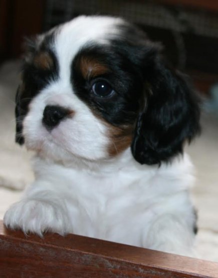 O'Neal as a puppy