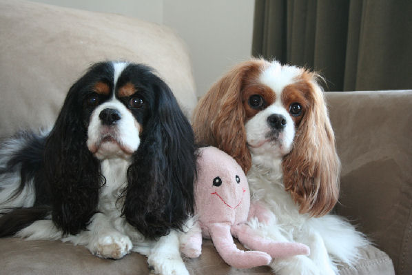 Millie age 10 and Elle on couch with toy