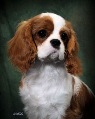 Chadwick Snow Storm head puppy