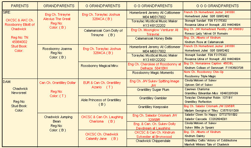 Chadwick Telecast pedigree