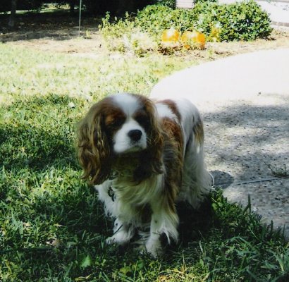 Chadwick Blue Eyed Boy for Memoriam page