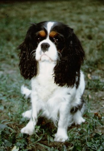 Chadwick Melody Maker sitting