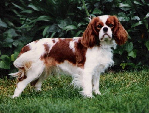 Chloe standing as youngster