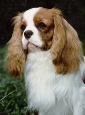 Rossbonny Elliott head shot