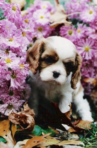 Chadwick Silver Dollar as a puppy