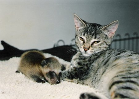 Frazzle with baby raccoon