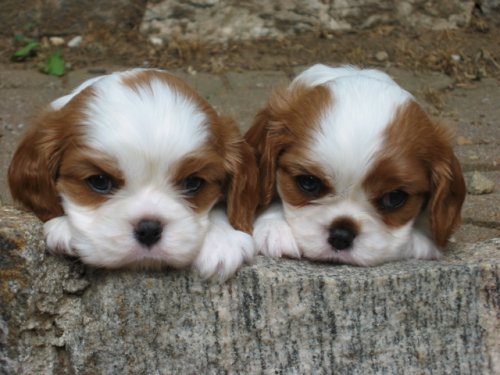 Islay and sister at 6 weeks