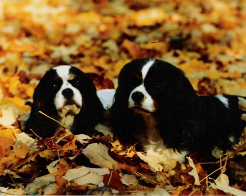 Lucy and Emma tris in leaves