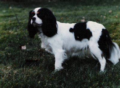 Chadwick spaniels store