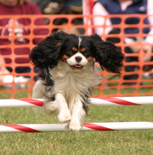 McCallum agility photo