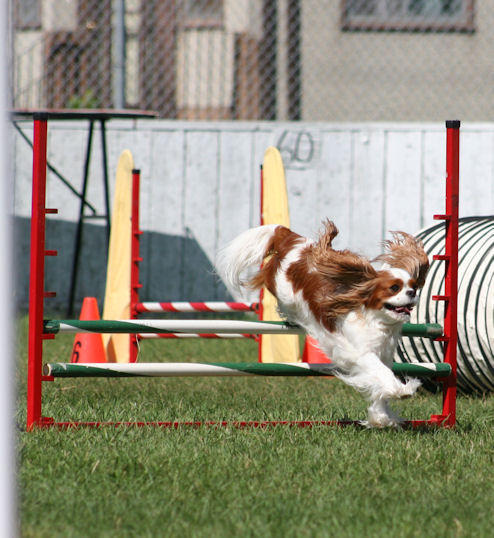 Chadwick Laugh a Minute jumping pole