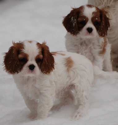 morgan snow pups