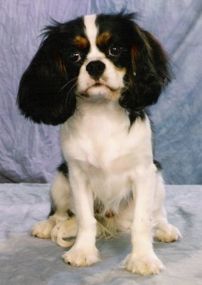 Chadwick Editorial Review sitting as puppy