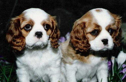 Quill left and Ditto right as puppies
