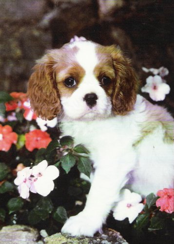 Chadwick Double Feature at Dallarock as puppy in flowers