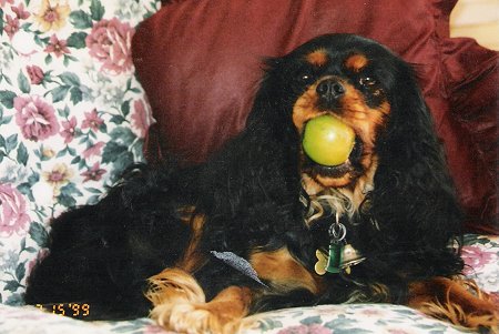 Chadwick September Song with apple in mouth