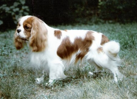 Rossbonny Elliott standing in field