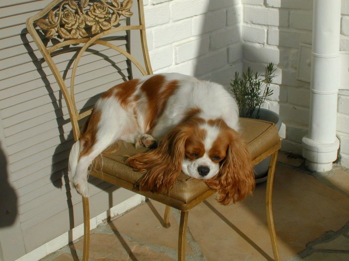 Chadwick Double Feature on chair outside